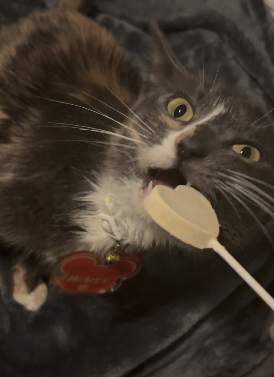 Mousy🐭 tweet media