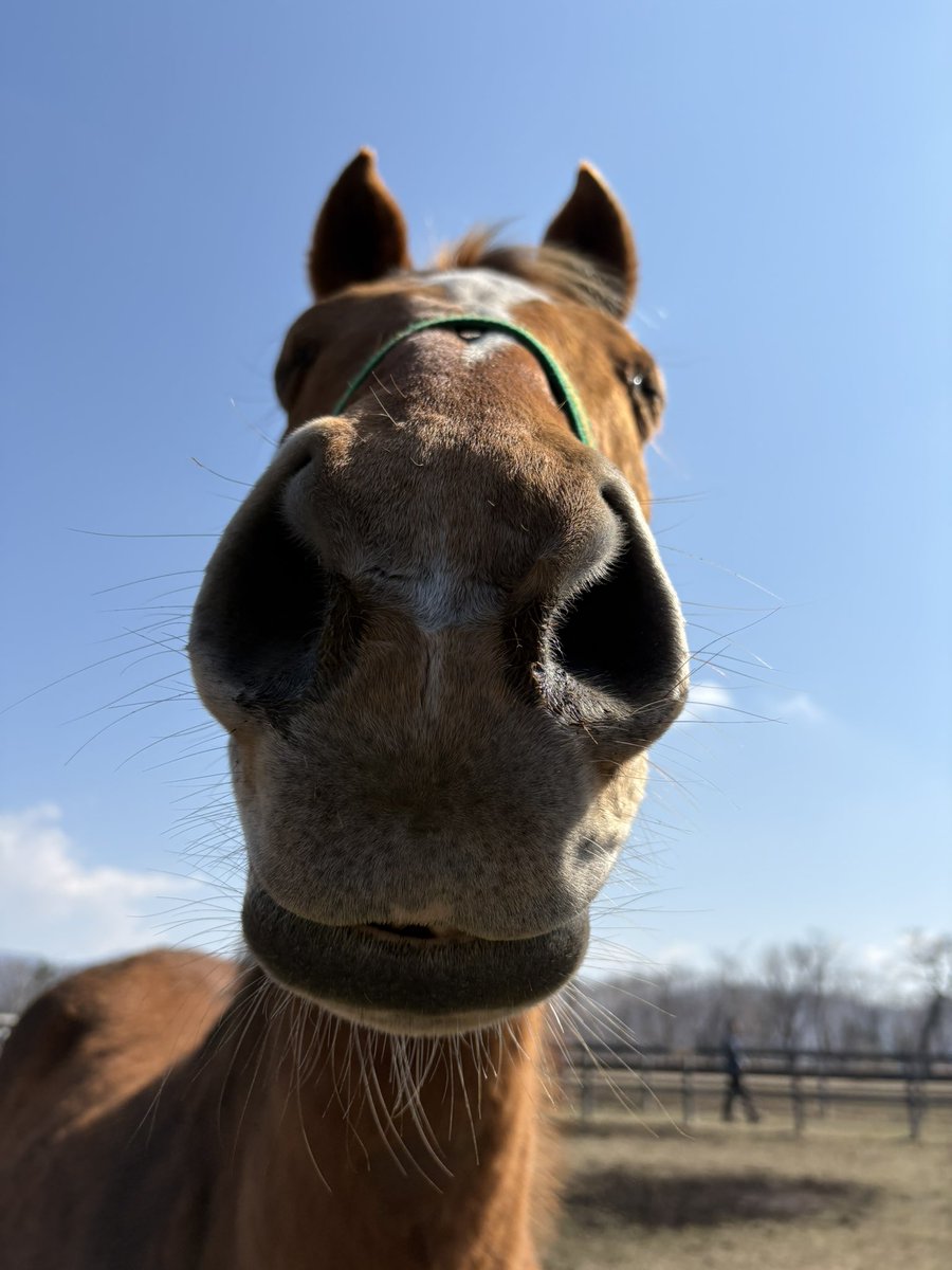 うらかわ優駿ビレッジAERU tweet media