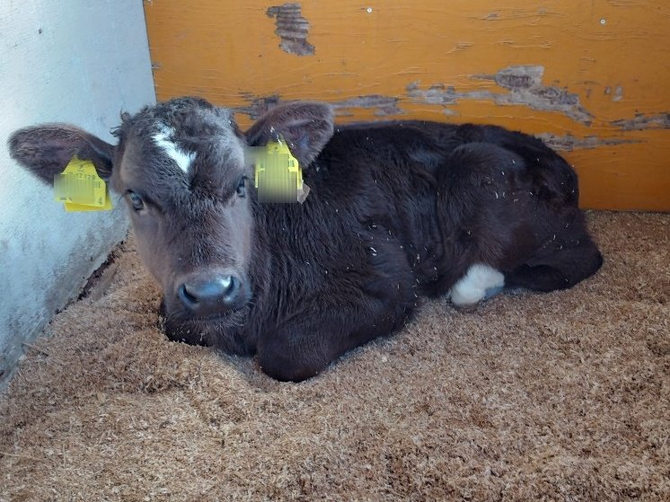 だい🎌自重トレ初心者 tweet media