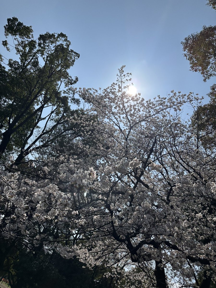 PROP/p6p tweet media