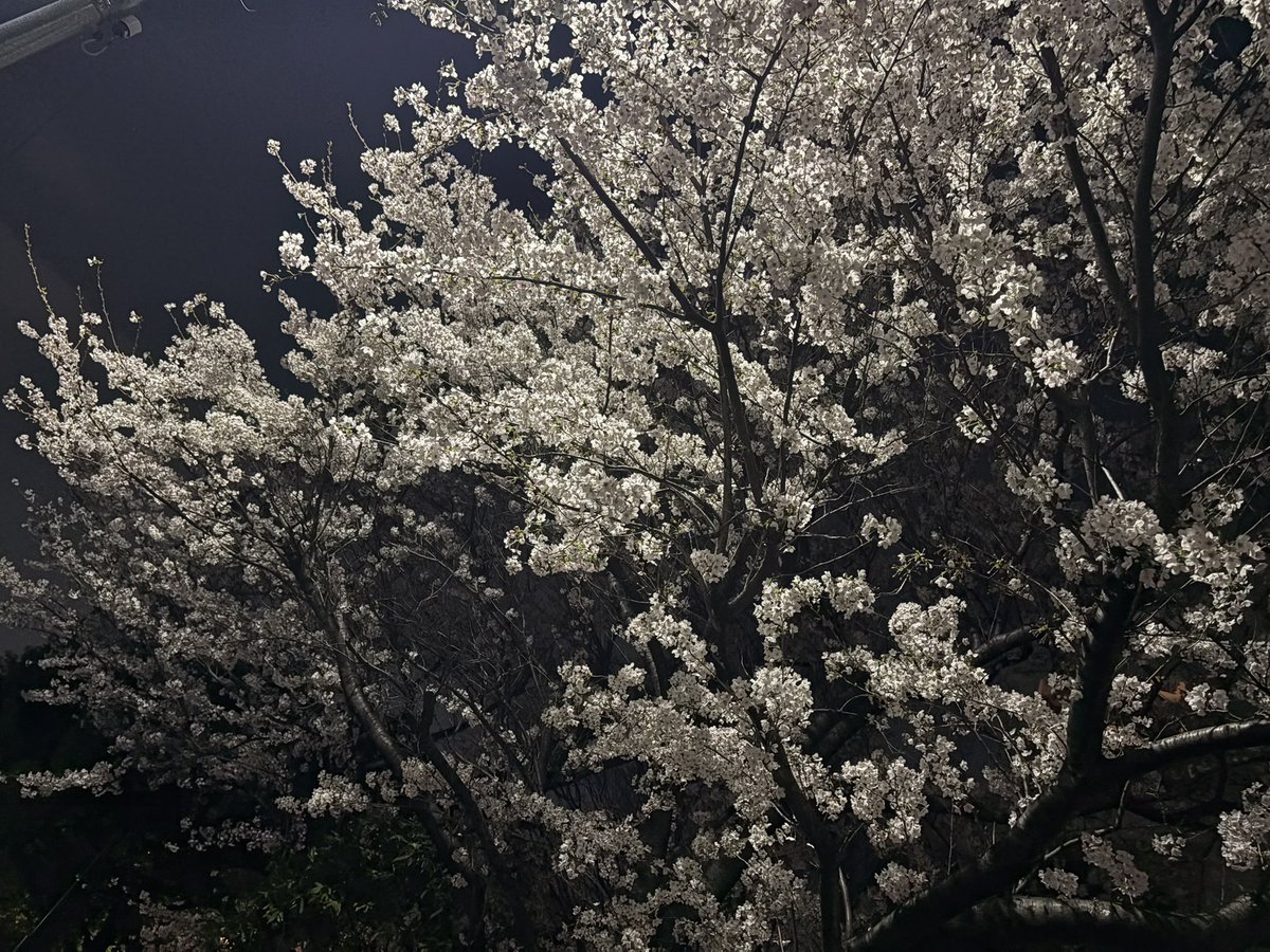 Ozりず🦋 tweet media