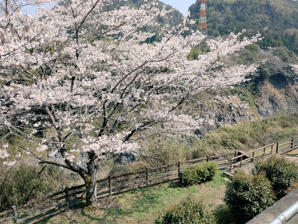 akaaaaa_Hack's tweet photo. 七宗の飛水峡へ花見に
今日はほんとあったけぇ… https://t.co/7bvzLcKJtb
