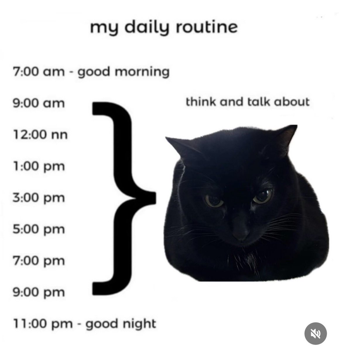 Black cats are not bad luck tweet media