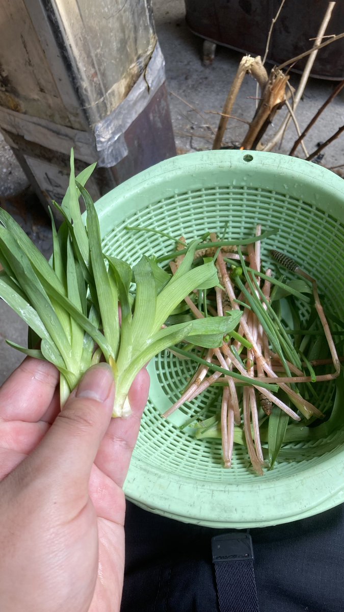 んまんま@車なし古民家田舎暮らし tweet media