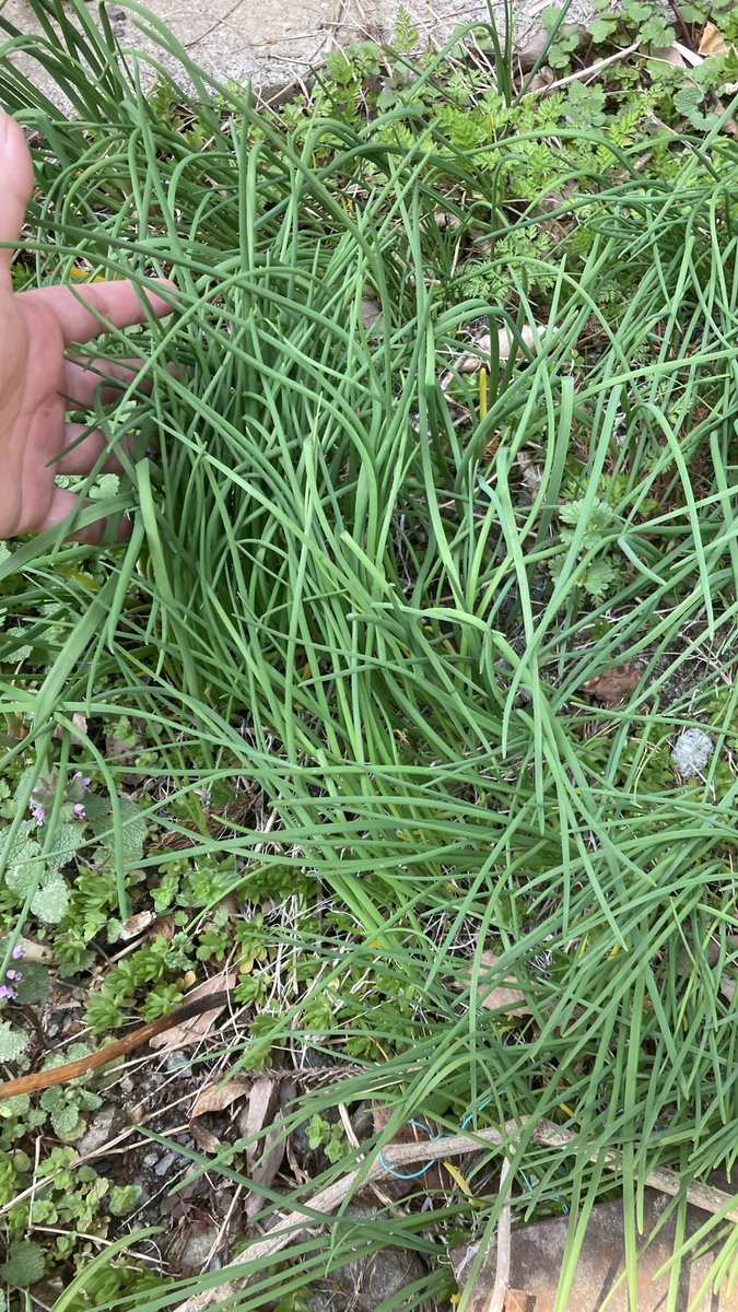 んまんま@車なし古民家田舎暮らし tweet media