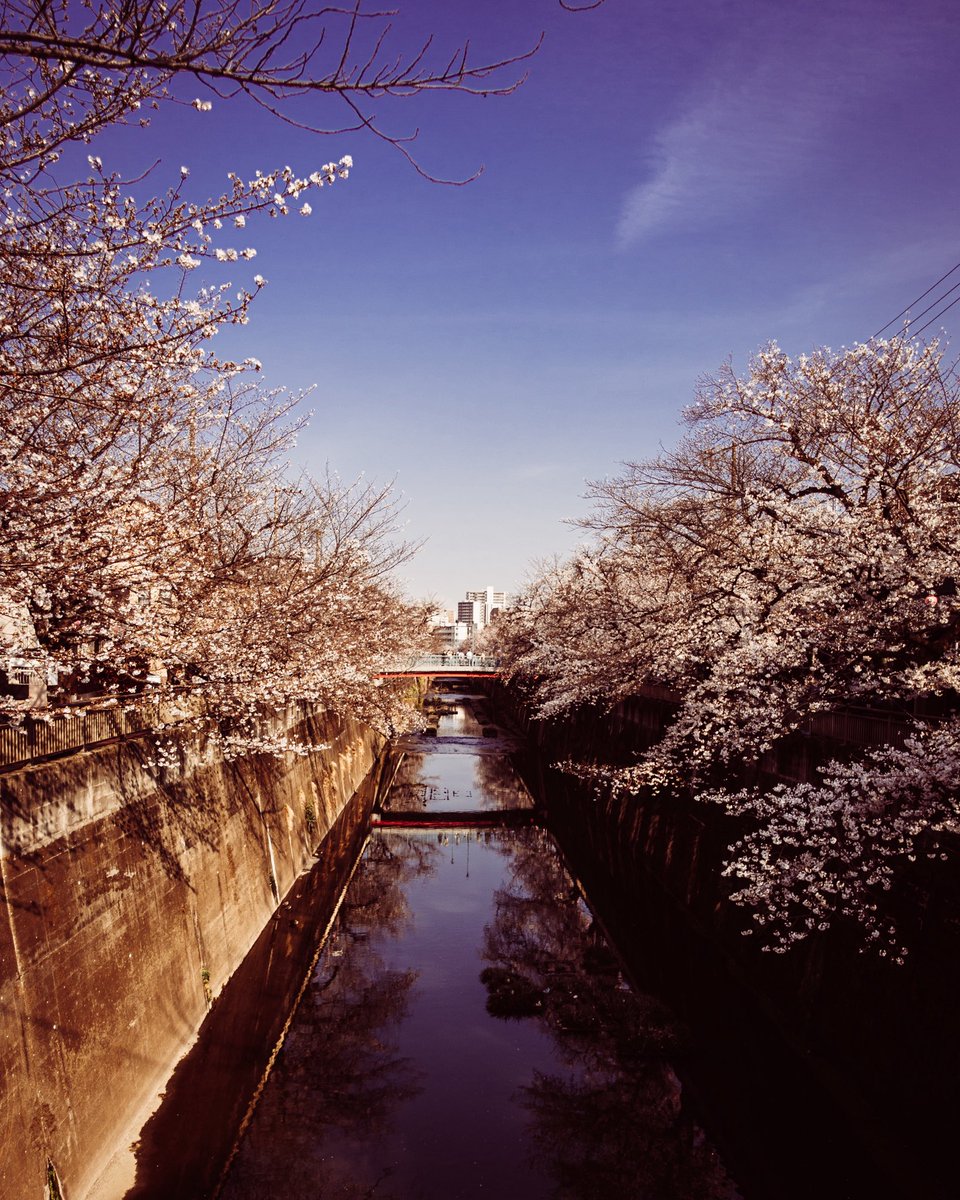 bass138's tweet image. 🌸
#rx100m3 
#lightroom