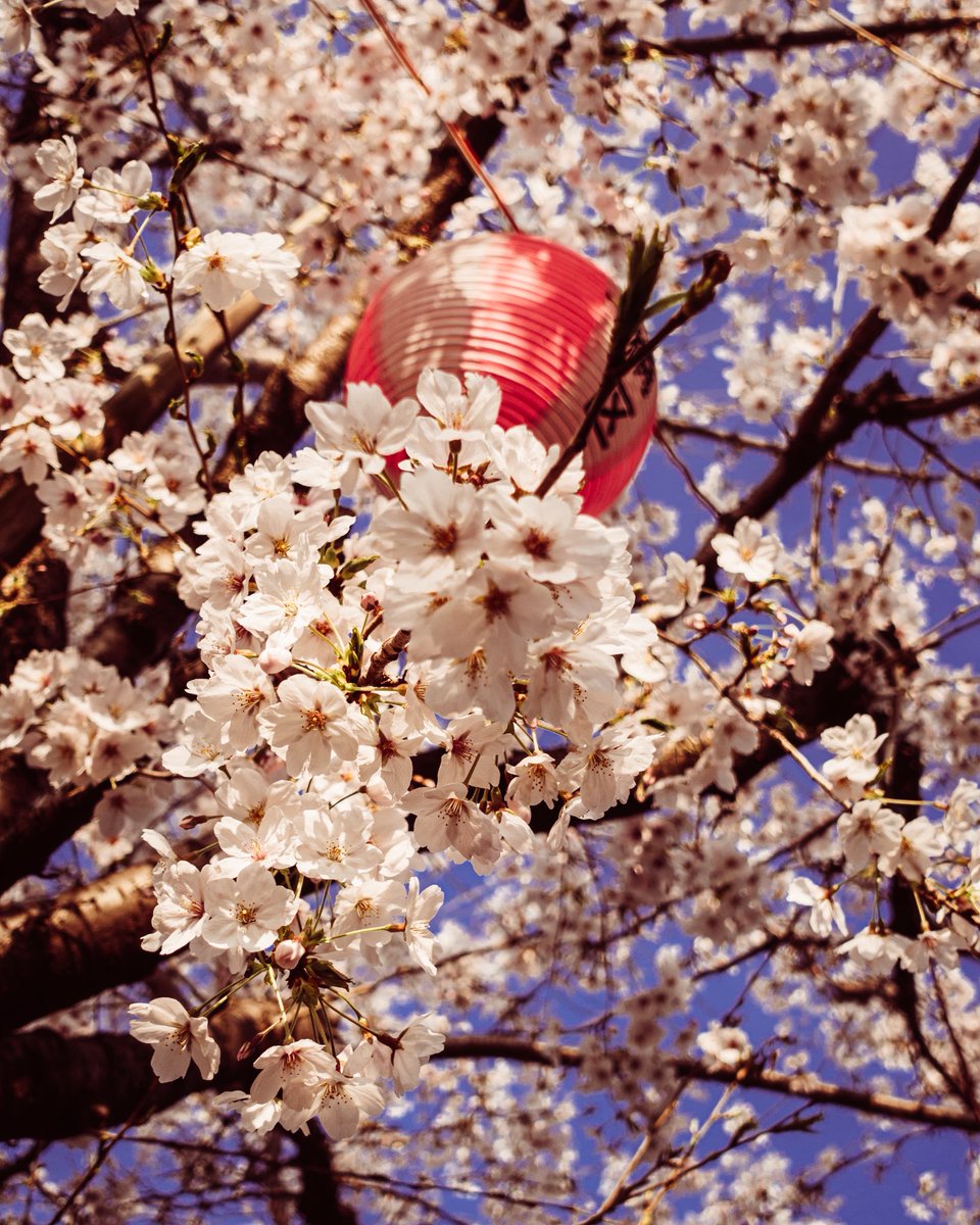 bass138's tweet image. 🌸
#rx100m3 
#lightroom