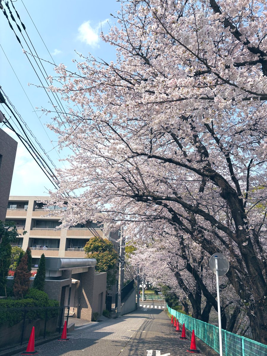 Osara_'s tweet photo. さんぽ、桜咲いとる https://t.co/lqXDiKOKkt