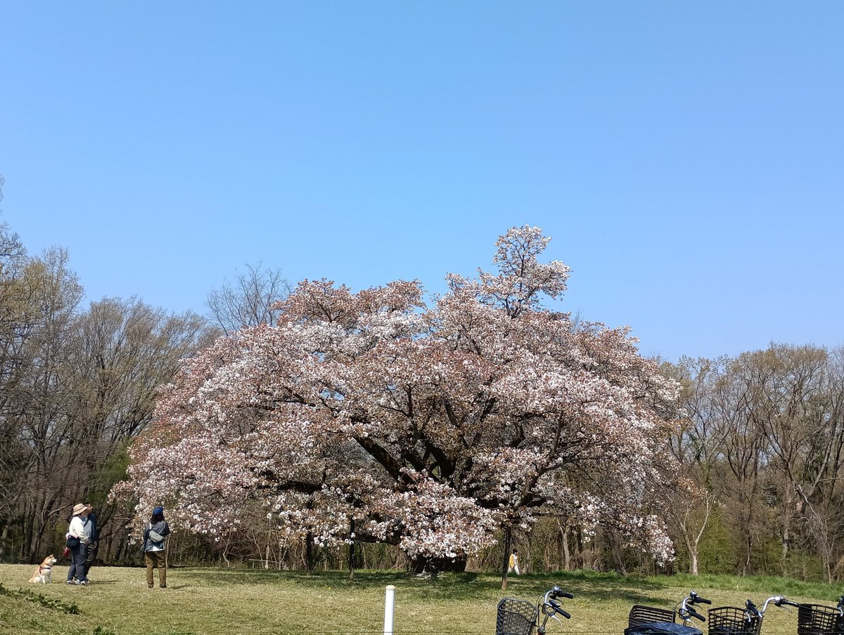 token✈️（トークン） tweet media