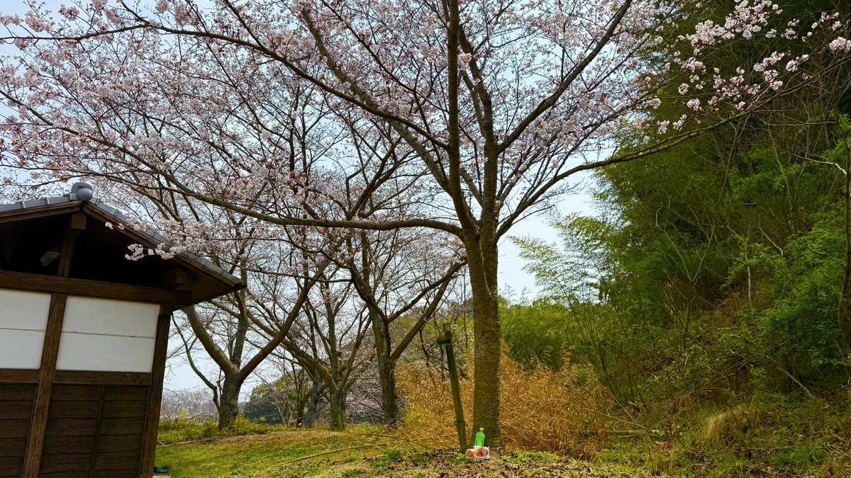 とらら tweet media