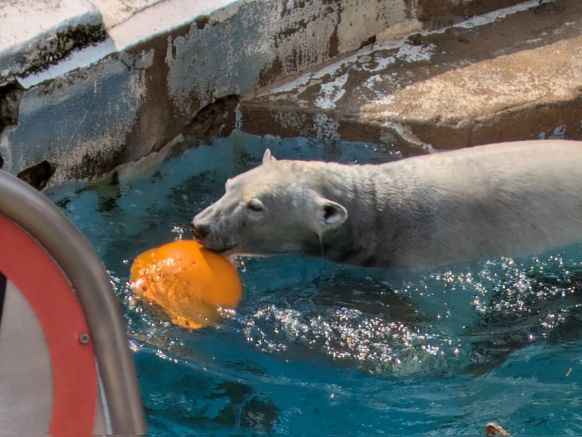 ばら*みるく* tweet media