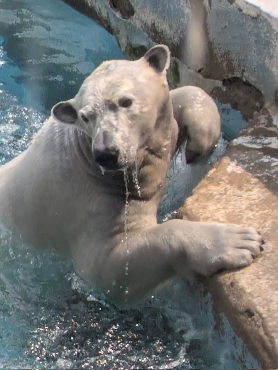 ばら*みるく* tweet media