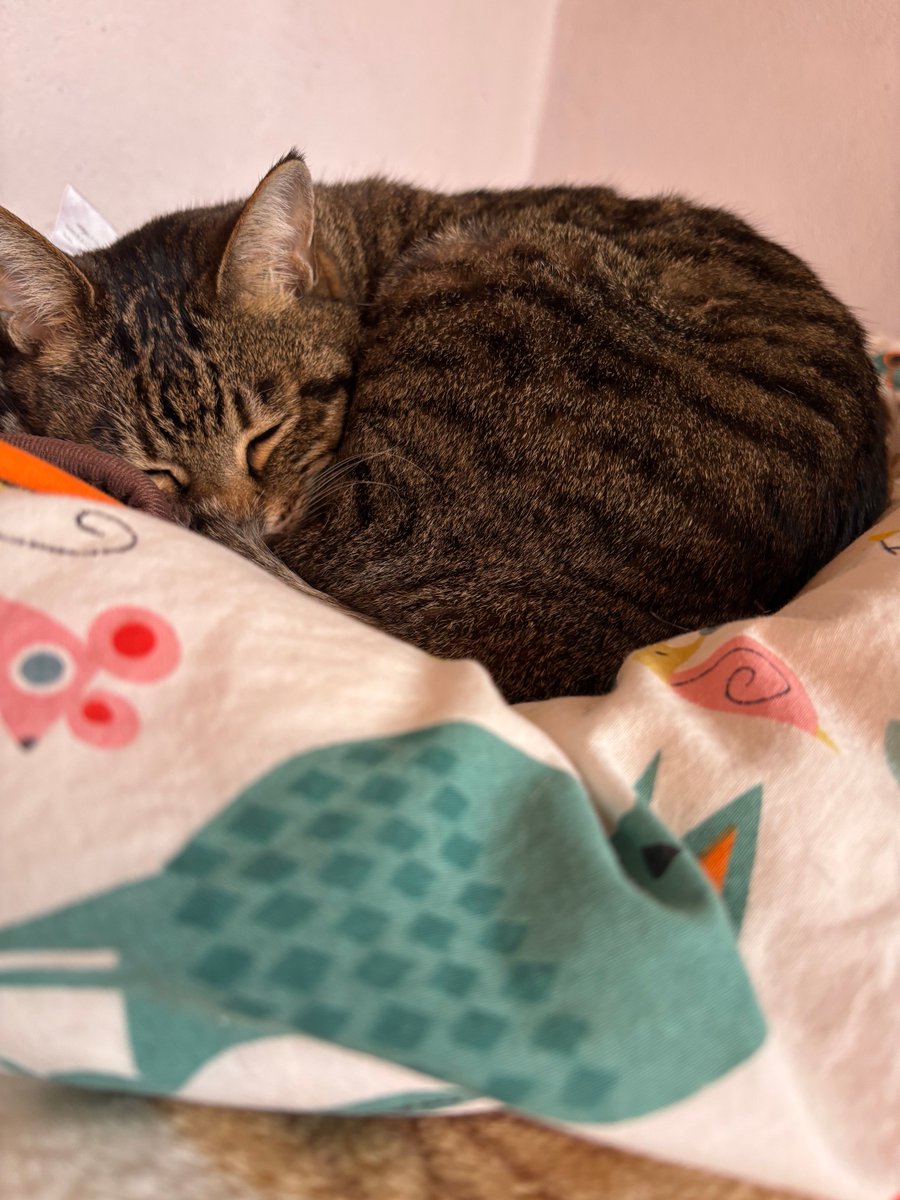 ムックリちゃん tweet media