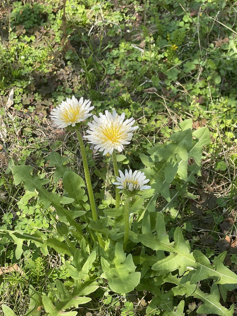 石川真帆 春春🌸 tweet media