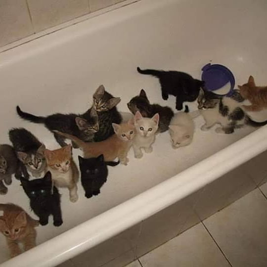 Punch Cat tweet media