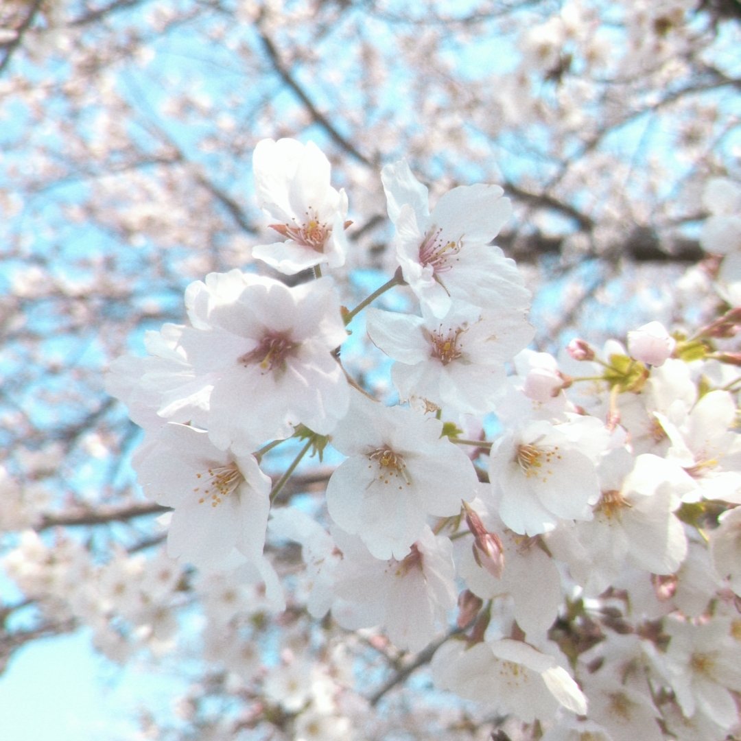 ゆぬこーん❖鞄鯖 tweet media