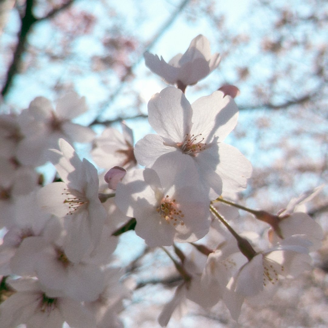 ゆぬこーん❖鞄鯖 tweet media