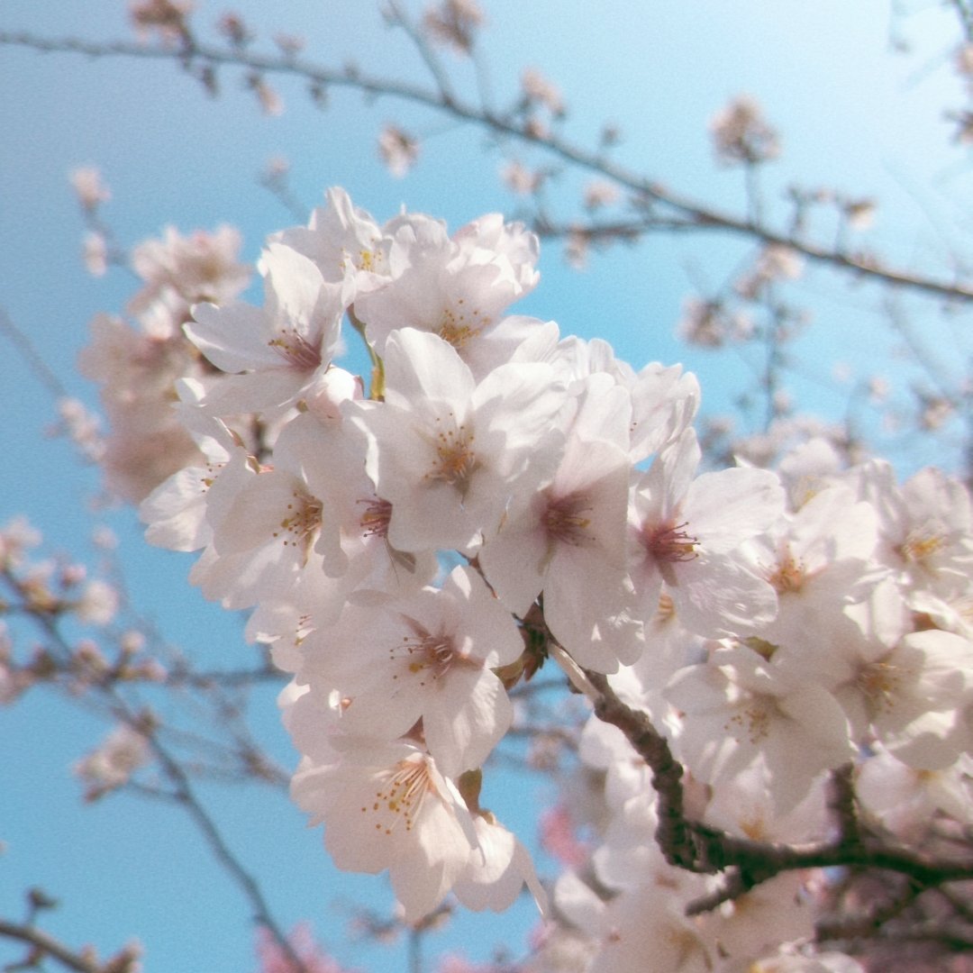 ゆぬこーん❖鞄鯖 tweet media