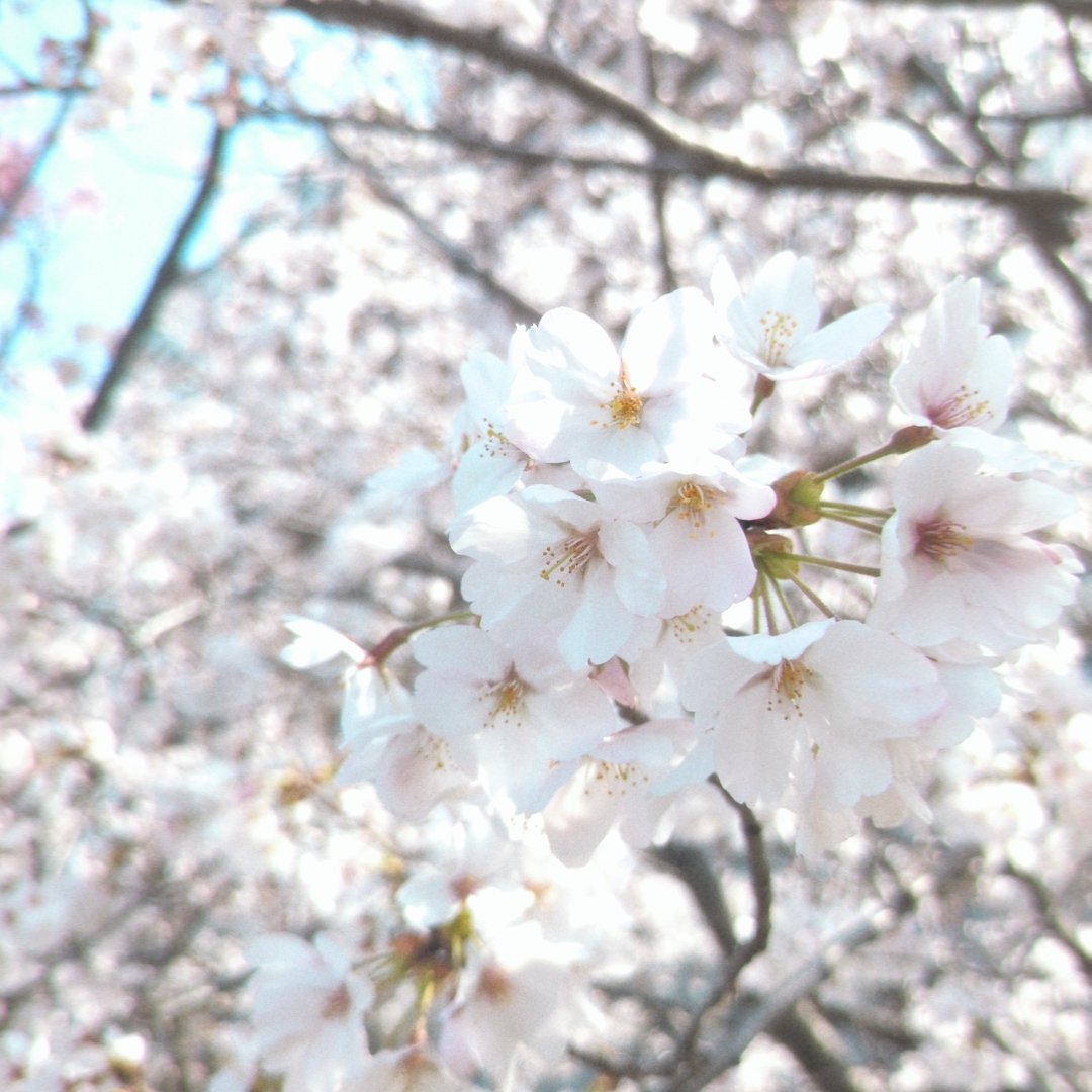 ゆぬこーん❖鞄鯖 tweet media