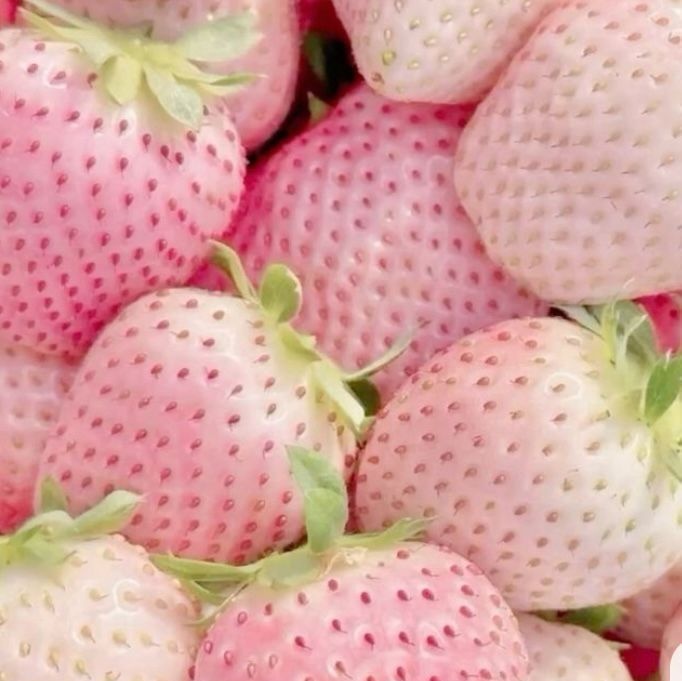 sohee on estrogen ⵣ tweet media