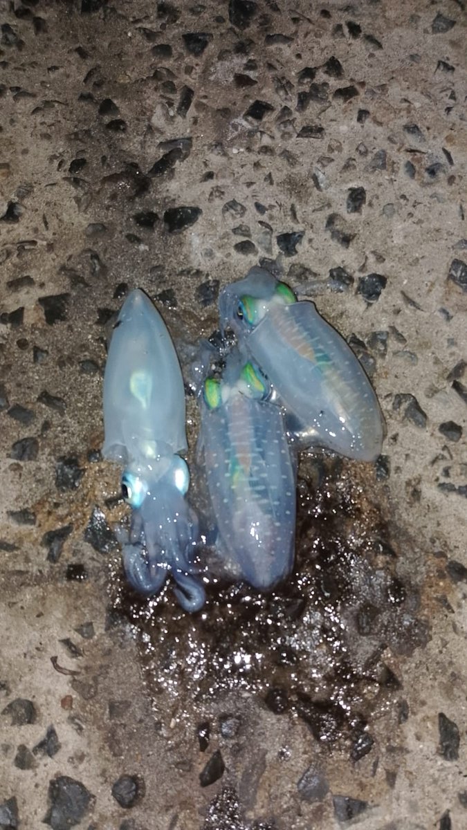 Fajar pagi tadi, musim panas mulai hadir di #gilitrawangan

Bapak <a href="/RintoSetiya/">Arinto Bo-man Setiyadi</a> strike baby squid 🔥