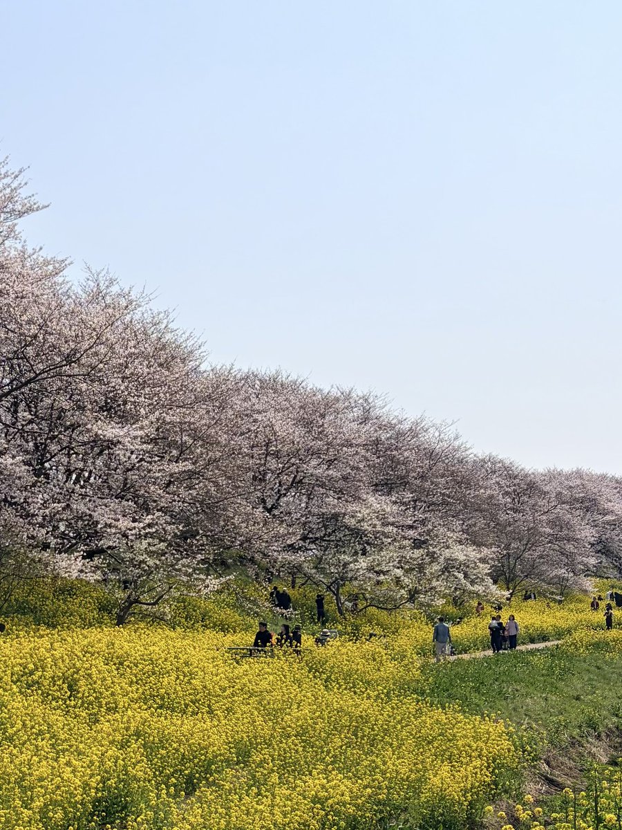 満開には少し早いけど。
青空と桜と菜の花。