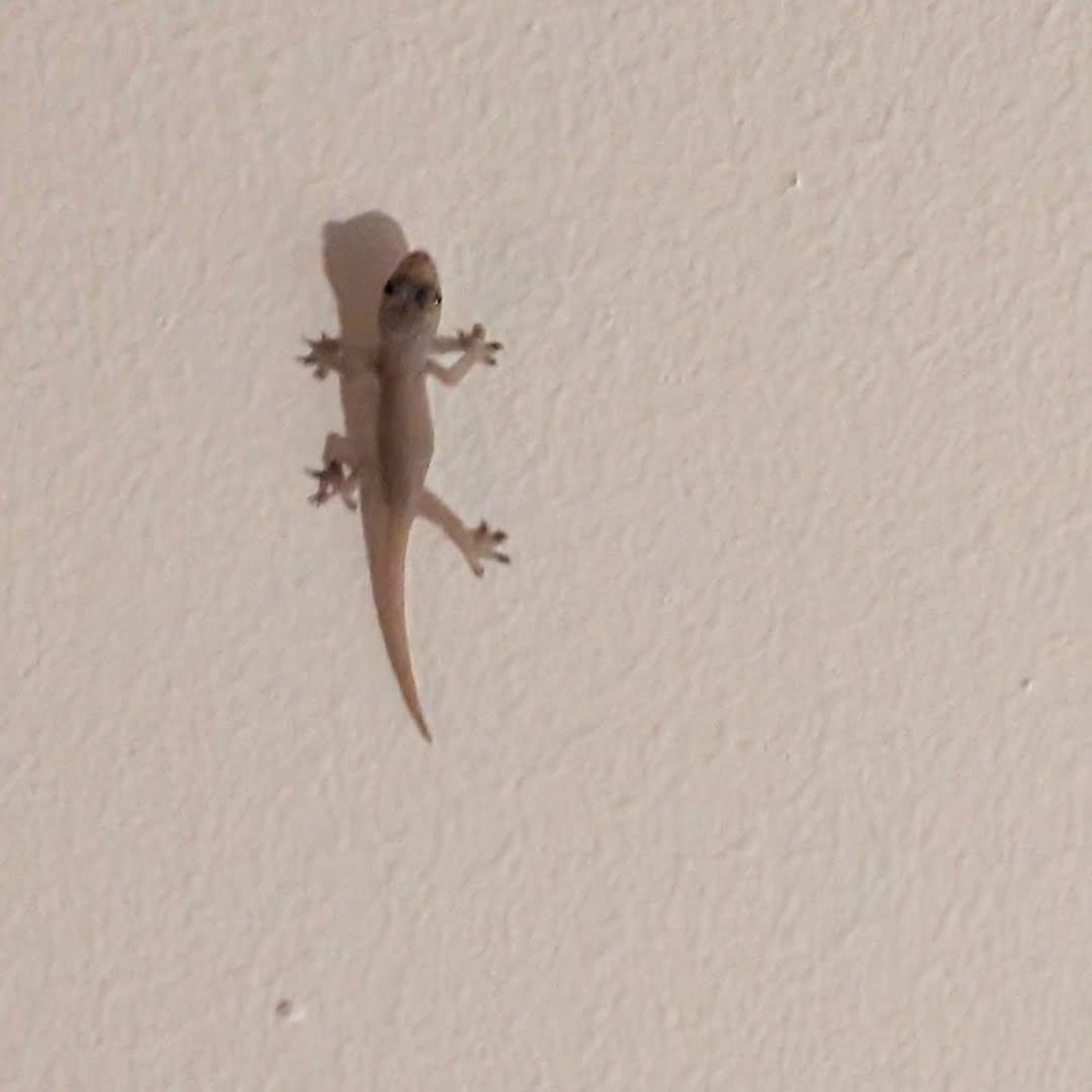 PMounou's tweet image. Photo numéro 1 : jeune maman gecko tjictjac (femelle adulte post ponte)
Photo numéro 2 : toute petite bébée femelle gecko tjictjac tout juste sortie de l'œuf 

#reptiles #lézards #Mexique