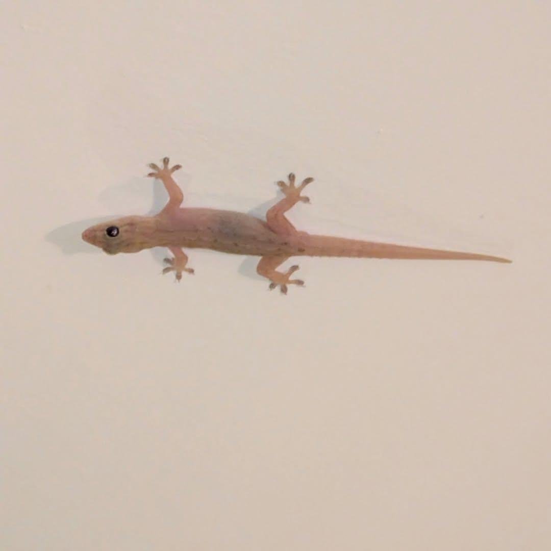 PMounou's tweet image. Photo numéro 1 : jeune maman gecko tjictjac (femelle adulte post ponte)
Photo numéro 2 : toute petite bébée femelle gecko tjictjac tout juste sortie de l'œuf 

#reptiles #lézards #Mexique