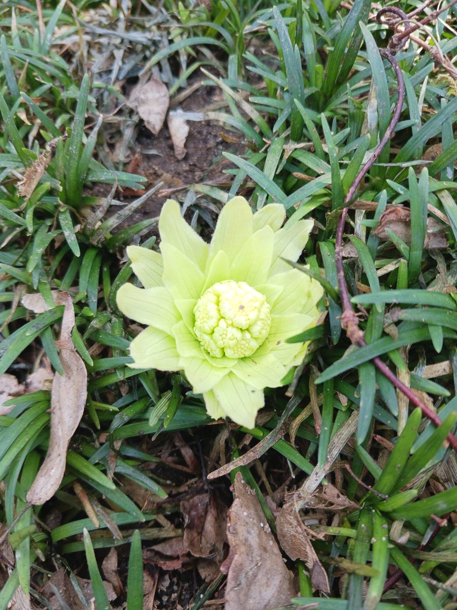 すっかり雪も融け、ポケットパークの紅白の梅の花も咲いています。
長岡の積雪0cmは３月８日でした。（昨年は３月１４日。長岡アメダス観測）
庭の片隅に「ふきのとう」も出ていました。桜はまだ蕾で来週頃に開花となりそうです。

＃長岡市
＃河井継之助
＃河井継之助記念館