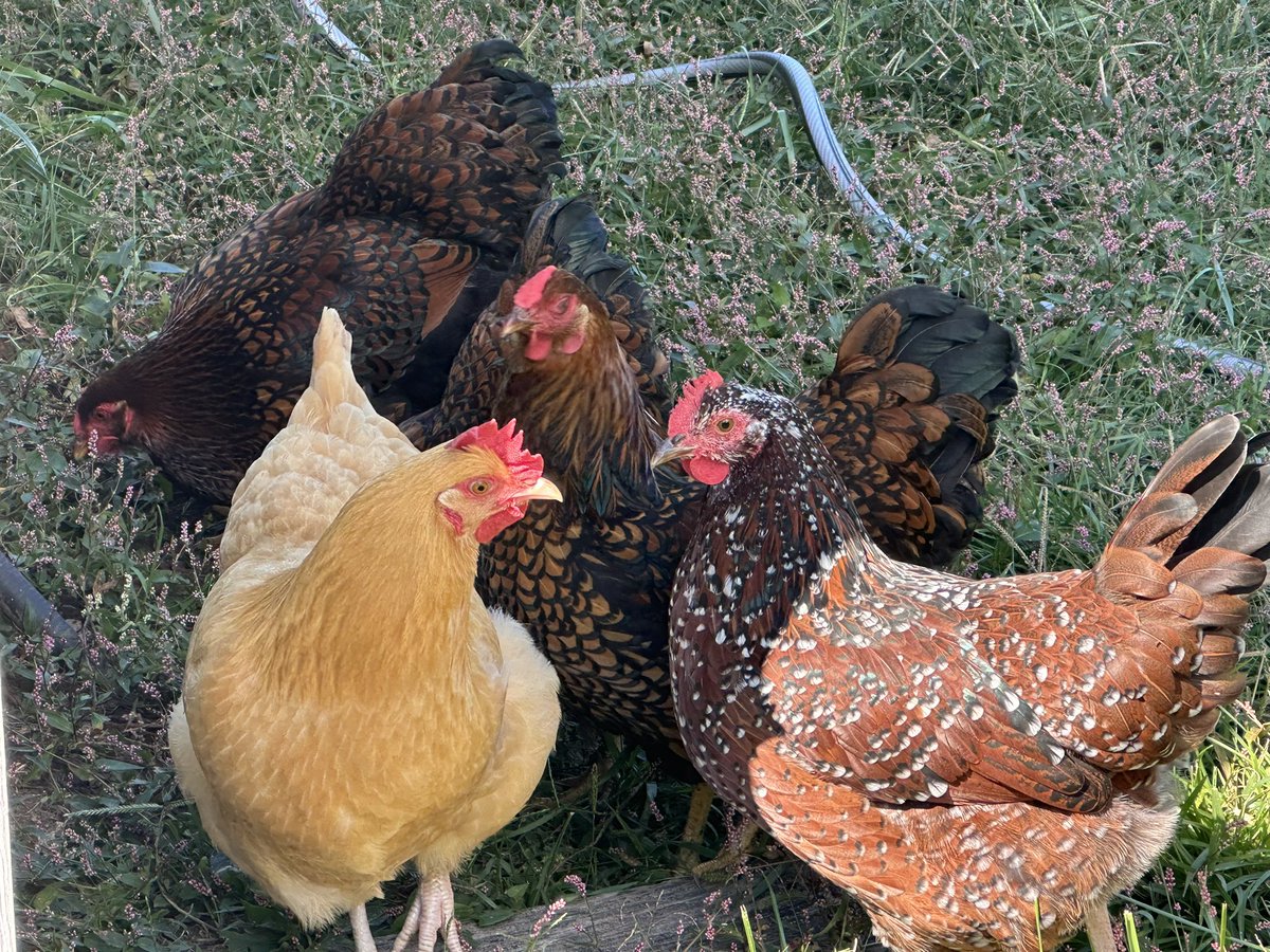 Anti-War Ozark Andrea tweet media