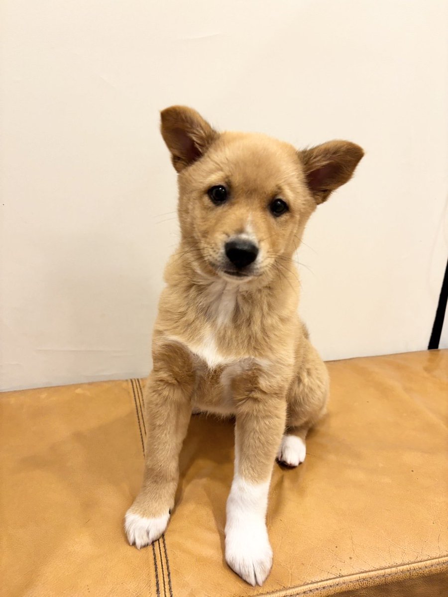 大師前どうぶつ病院 tweet media