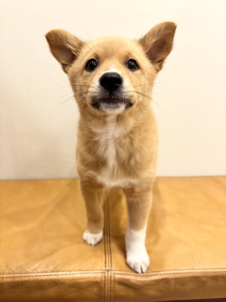 大師前どうぶつ病院 tweet media