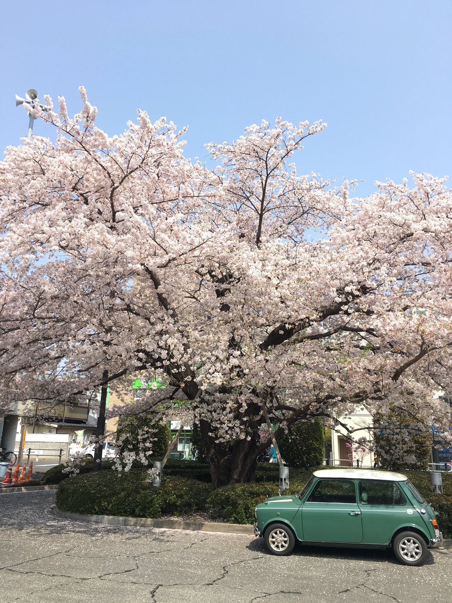 nonogneko's tweet image. お花見日和ですね🌸
#ミニ #mini #ミニクーパー #minicooper #ローバーミニ