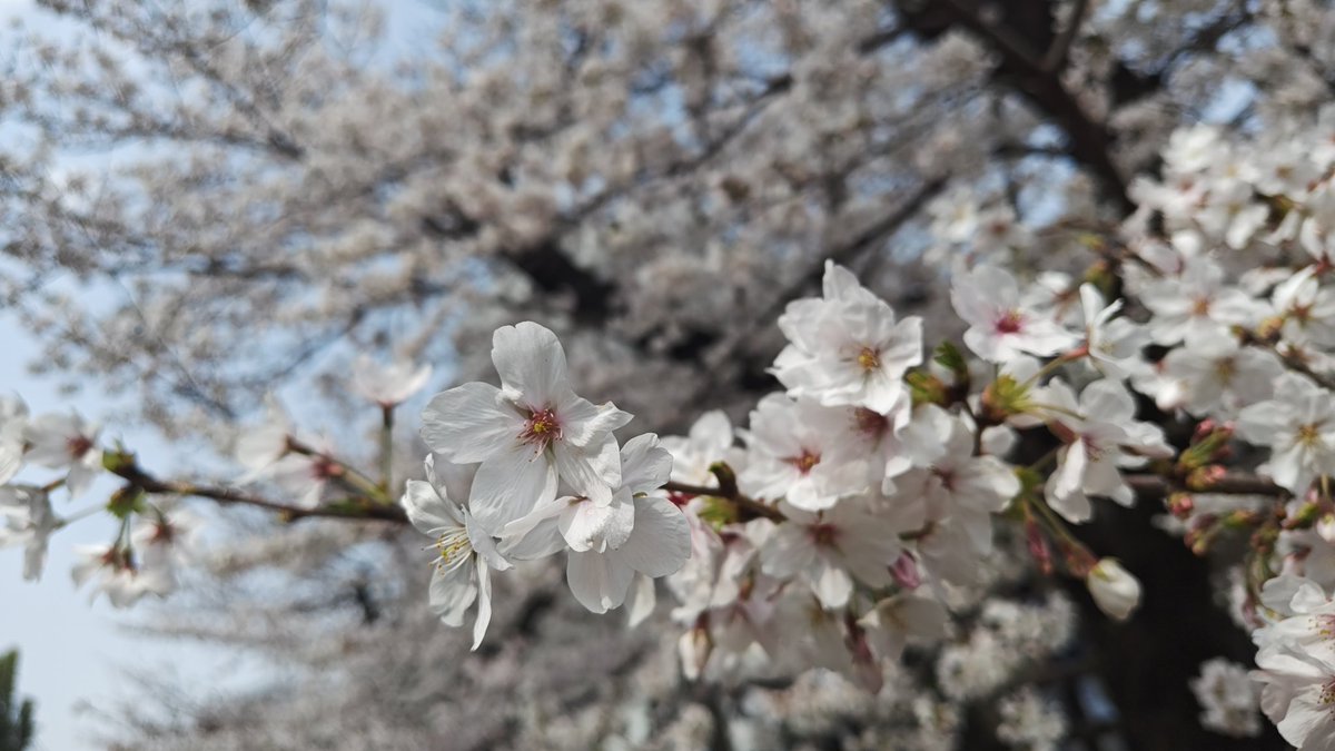 jitianai's tweet photo. 絶好のお花見日和なので以前から気になっていたスポットへ👣

#お花見
#二ヶ領用水
#南武線 https://t.co/5TMpiyRbkj