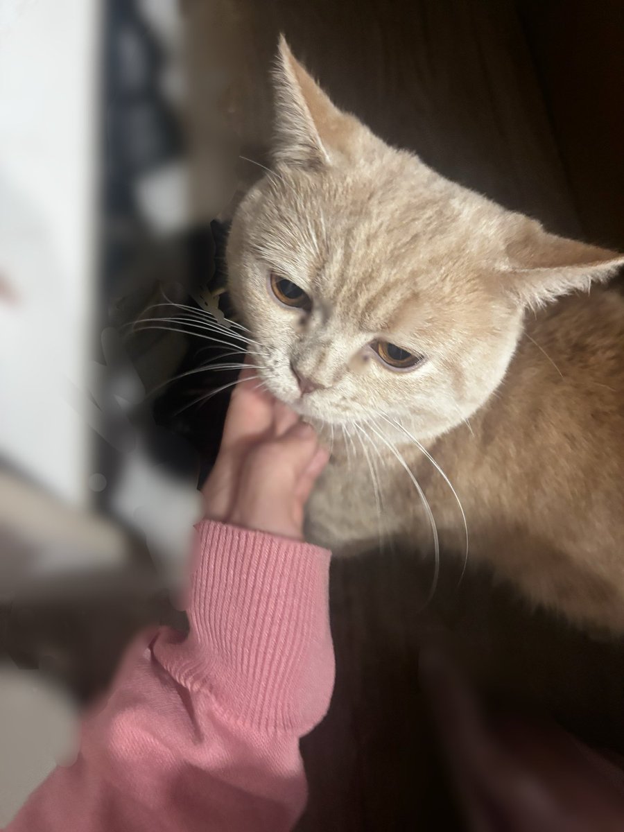 しろねこ tweet media