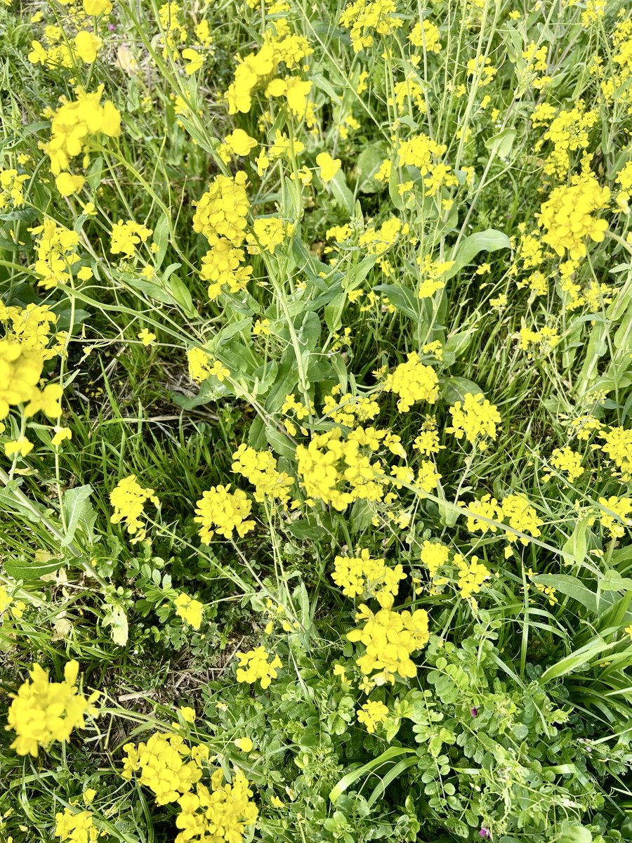 ウイング tweet media