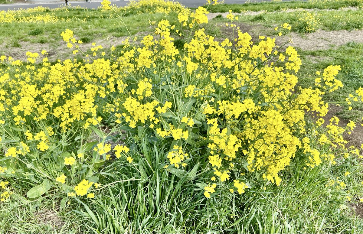 ウイング tweet media