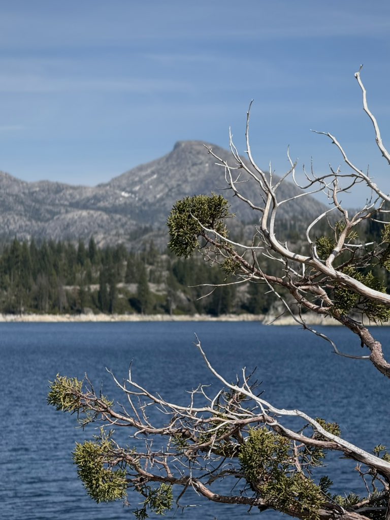 Bronze Goat tweet media