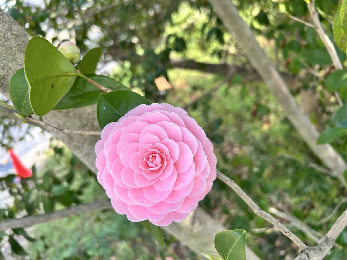 Chico and Freedom tweet media