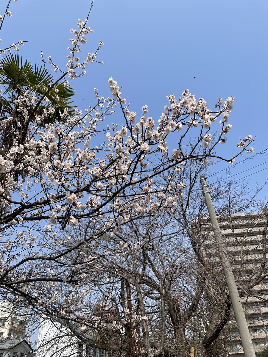 にし@越後のコアジー tweet media