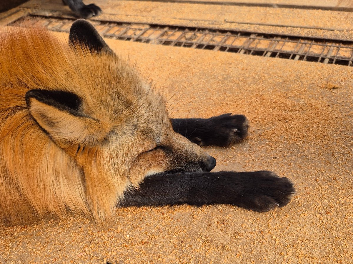 宮城蔵王キツネ村(公式)🦊 tweet media