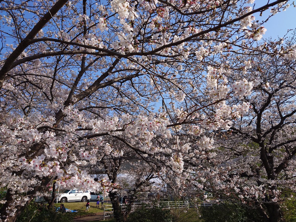 cryposweet522's tweet image. The timeless beauty of Japan in one frame. 🌸 Funabashi’s cherry blossoms are officially in full bloom and looking spectacular! Who wants to walk under these trees?
#CherryBlossom #JapanSpring #Funabashi #Sakura2026