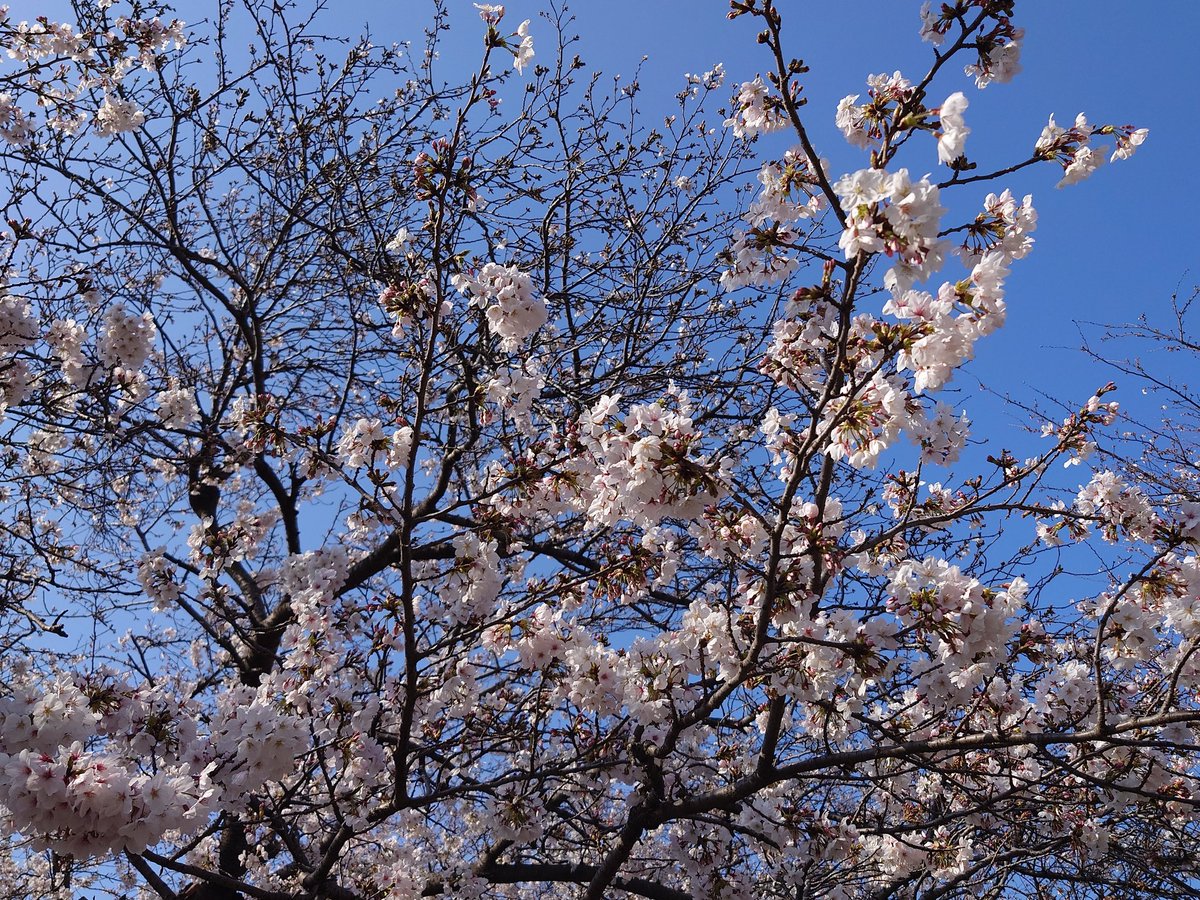cryposweet522's tweet image. The timeless beauty of Japan in one frame. 🌸 Funabashi’s cherry blossoms are officially in full bloom and looking spectacular! Who wants to walk under these trees?
#CherryBlossom #JapanSpring #Funabashi #Sakura2026
