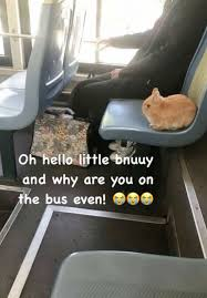 ❄️ winter / yoshi egg !! 🌟 tweet media