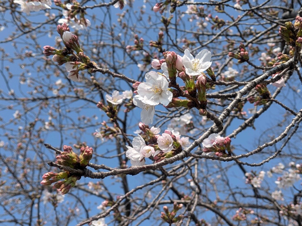 kumagayaPR's tweet photo. 【熊谷桜堤】さくら開花状況（３月２９日）
https://t.co/Gs6xB4dlRZ 

 雲ひとつない快晴で、絶好のお花見日和です🌸
一気に開花が進み、5分咲きといったところです。 https://t.co/TZqSFO9d5R