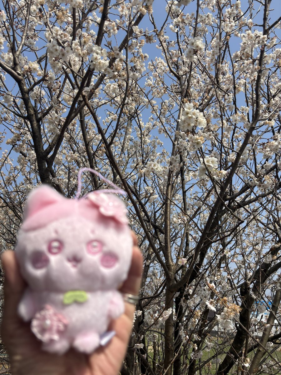 のの🩵 tweet media