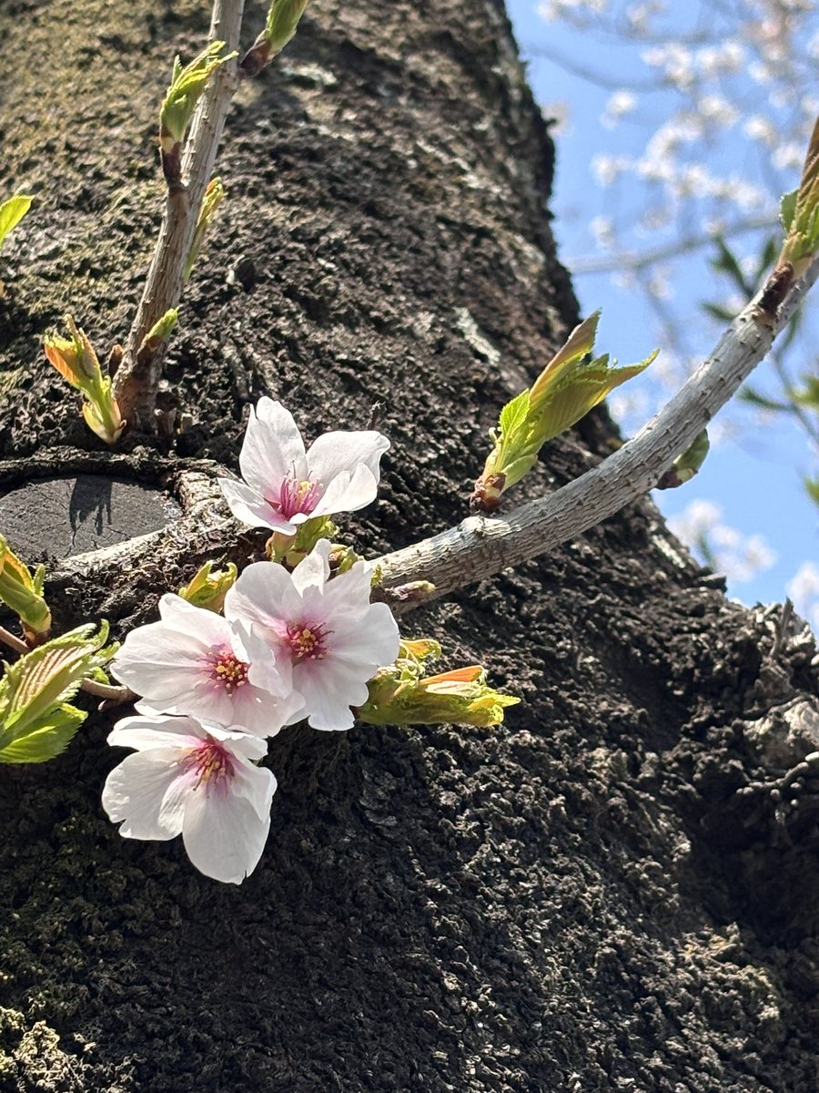 Konoha-chan🌱 tweet media