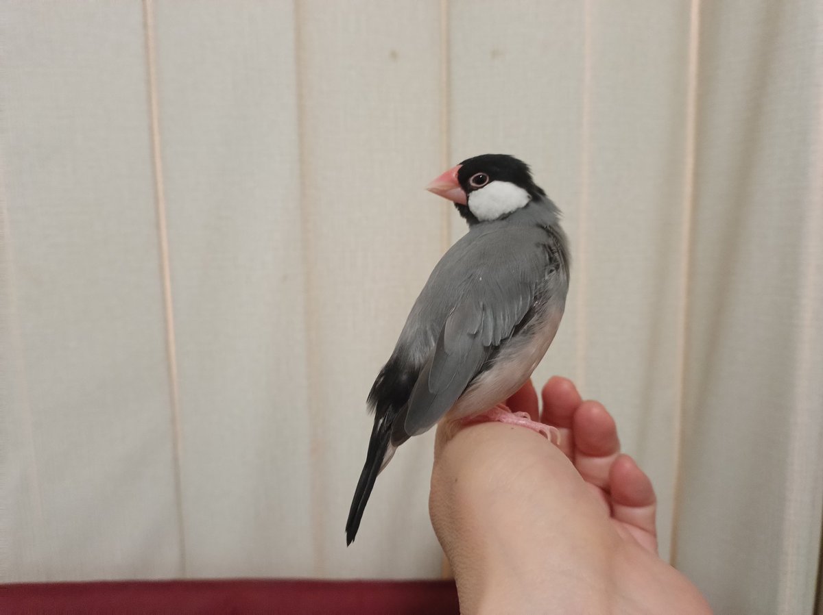 さんじや tweet media