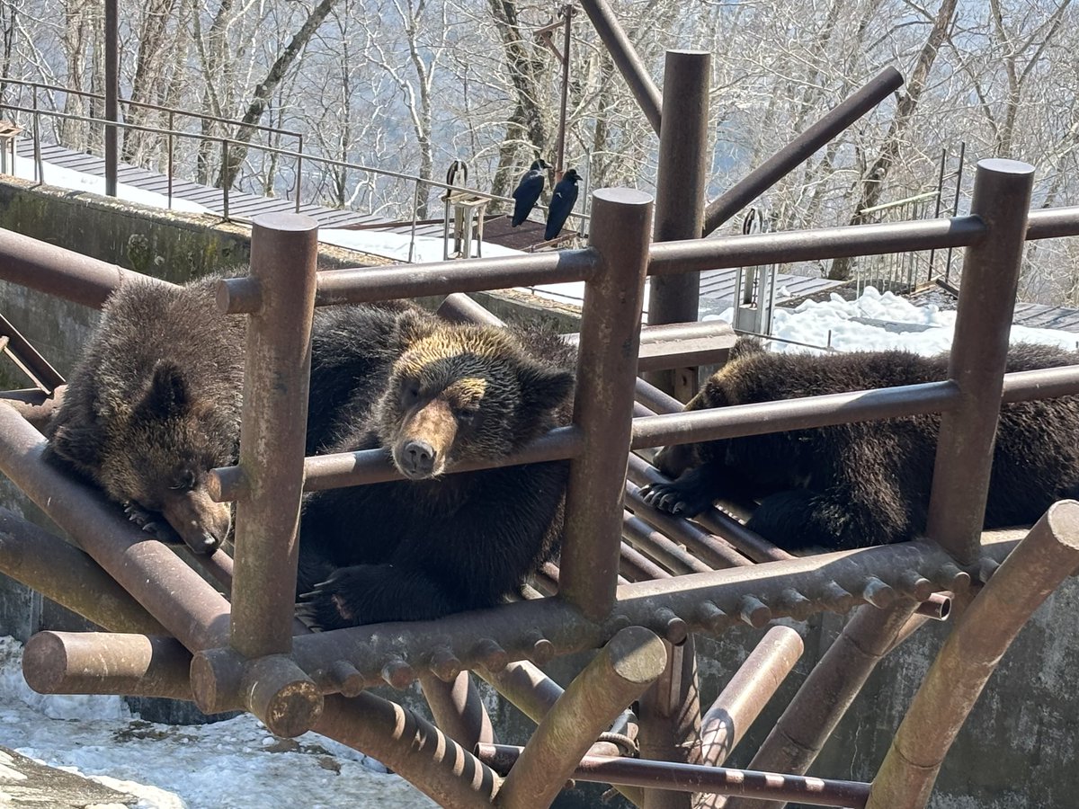 のぼりべつクマ牧場 公式 tweet media