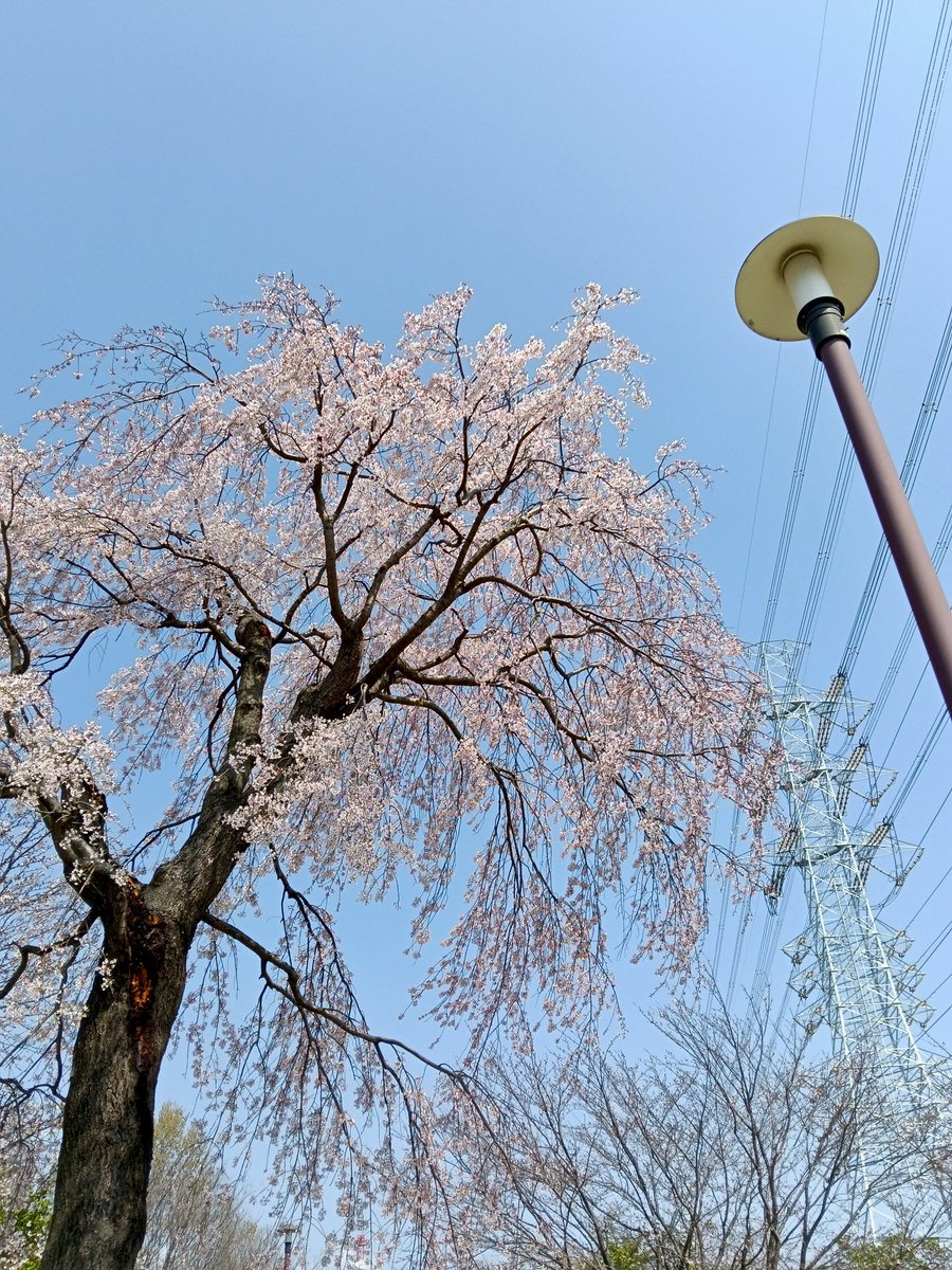 けーえす tweet media